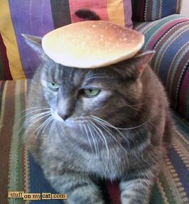 Pancake-cat-738537