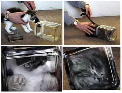 Bonsai Kittens | The Revengerists Consortium of Stuff Wiki | Fandom