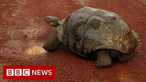 Diego,_the_Galápagos_tortoise_with_a_species-saving_sex_drive,_retires_-_BBC_News