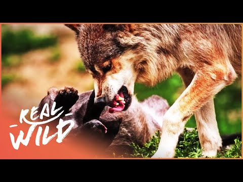 Wolves-_Hunting_In_Packs_(Wildlife_Documentary)_-_Wild_About_-_Real_Wild