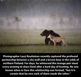 Bearwolf