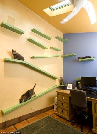 Kitty-Paradise-Office