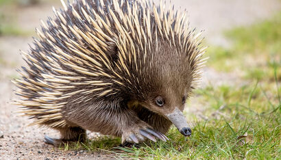 Animal-hero-echidna