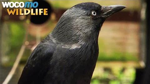 Ravens_and_crows_-_the_most_intelligent_birds_in_the_world_(animal_documentary_in_HD)