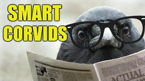 Intelligent_Birds_-_Smart_Things_I've_Witnessed_Members_of_The_Corvid_Family_Doing