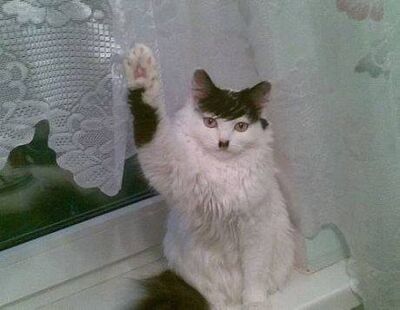 Hitlercat
