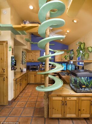 Cat-Paradise-Kitchen