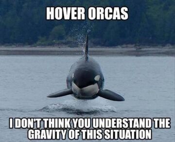 Hover orcas.jpg