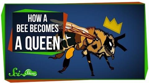 How_a_Bee_Becomes_Queen