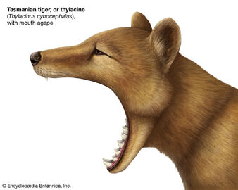 Jaw-thylacine-gape