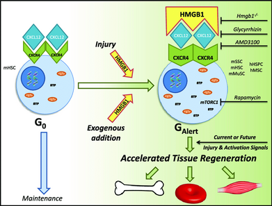 Schematic-of-accelerated-tissue-regeneration-pathway-via-the-dynamic-and-adaptive