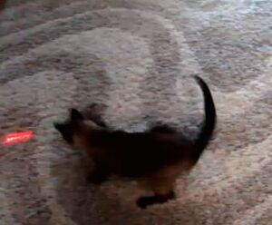 Cat-chasing-laser-light