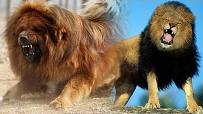 Chinese_zoo_tries_to_pass_off_dog_as_'African_Lion'