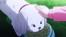Pero.png