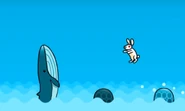 Bunny Hop