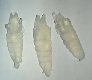 Non-glowing Bioslugs