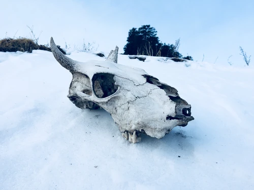 Animal Skull on Ice
