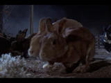 Night of the Lepus