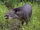 Tapir