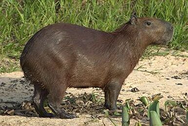 Rio - Clara the Capybara is one of the cutest rodents in the