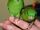 Lineolated Parakeet