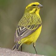 Yellow canary