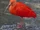 Scarlet ibis