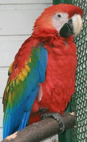 Scarlet Macaw Macao