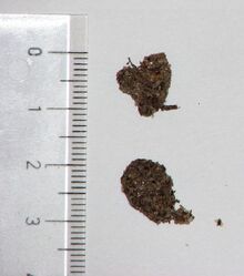 Tarantula food leftovers