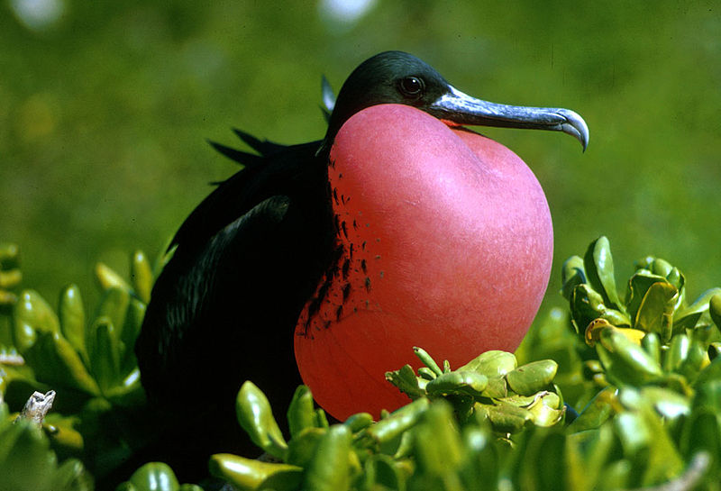 Magnificent Frigate Bird Rio Wiki Fandom