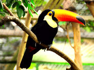 Toucan toco