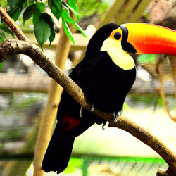 Category Bird Species Rio Wiki Fandom
