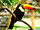 Toco Toucan/Gallery