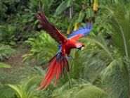 Scarlet Macaw in Flight