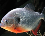 A close-up view of a piranha.