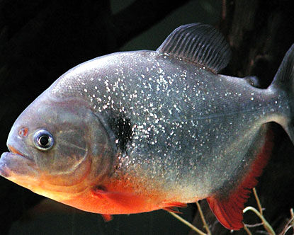 piranha fish eat cow