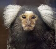 Marmoset 13