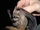 Little white-shouldered bat