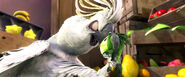 Rio (movie) wallpaper - Nigel Intimidating Scardy Bird