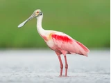 Roseate spoonbill
