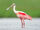 Roseate spoonbill