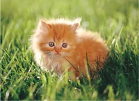 Cute-Kitten