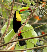 Keel-billed-toucan