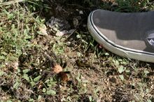 A tarantula next to a US size 11 shoe, to show scale, taken near Austin, Texas