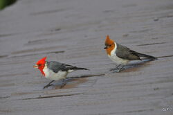 Red Crested Cardinal Rio Wiki Fandom