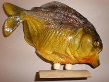 A souvenir piranha
