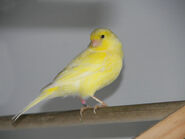 Canari