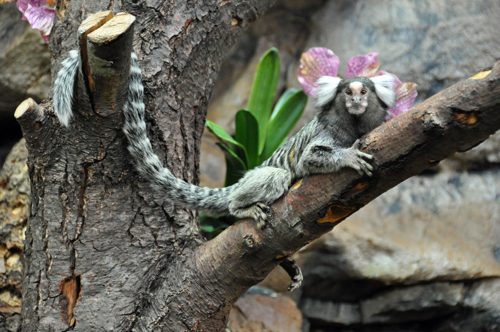 common marmoset monkey