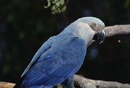 Spixmacaw