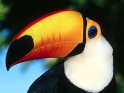 TocoToucan